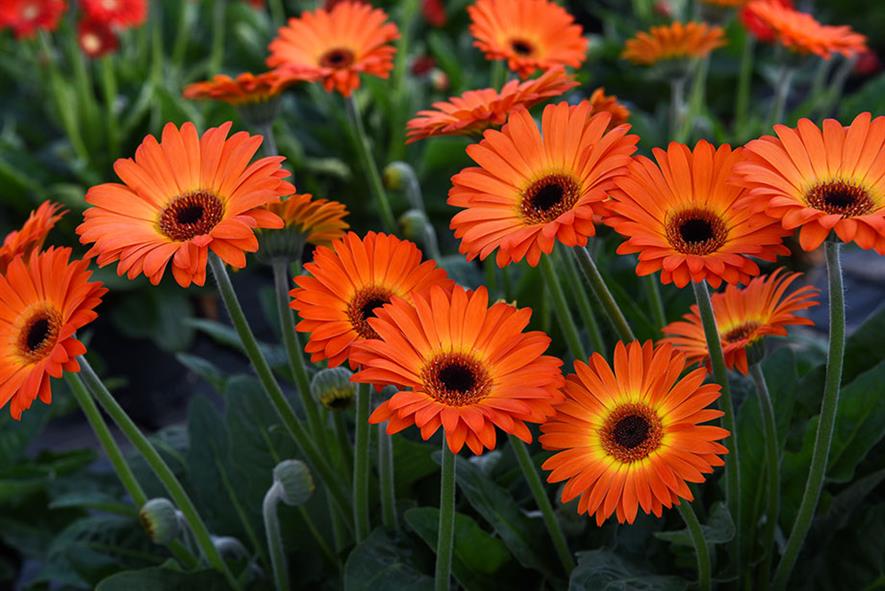 Garvinea Gerbera Sweet Sunset HortWeek