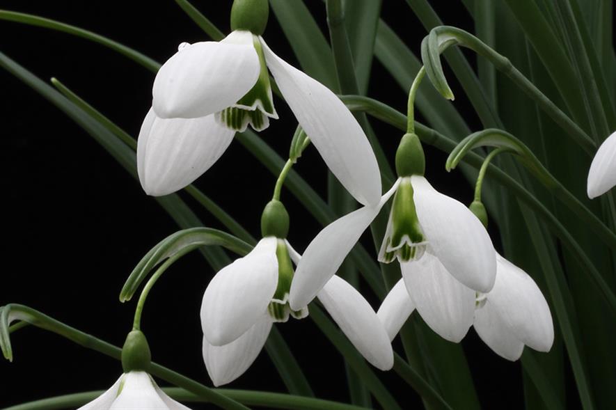 Galanthus ‘John Gray’ – ‘the one that started it all’