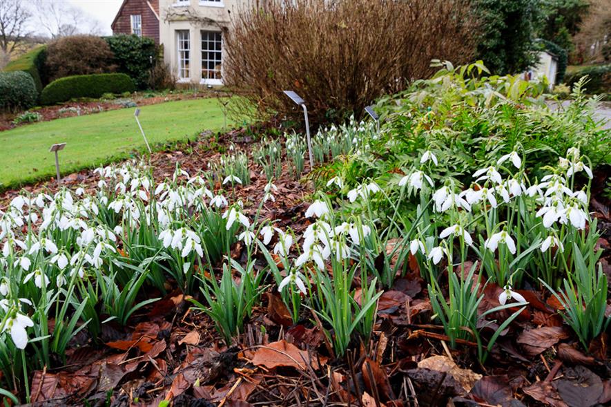 First ever Snowdrop Festival opens at Devon’s Garden House ...