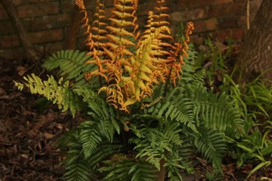 Genesis Plant Marketing for Dryopteris wallichiana 'Jurassic Gold ...