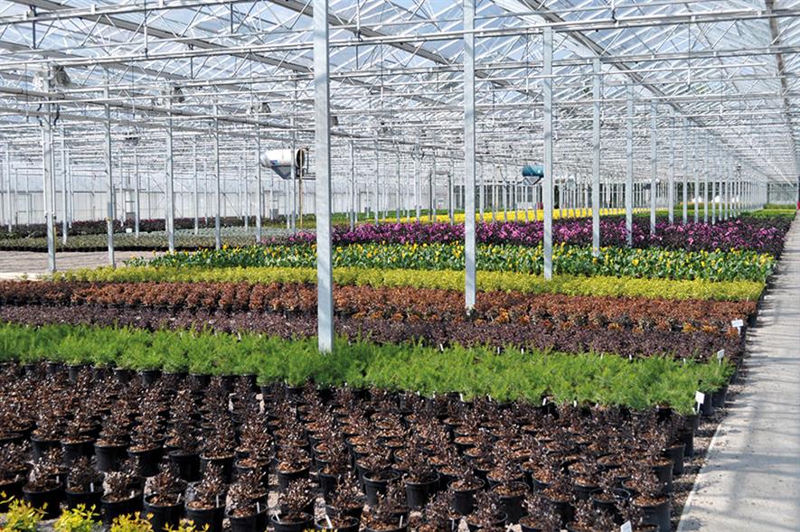 Credit: Wyevale Nurseries