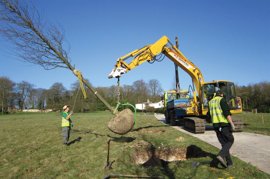 Trees: larger stock is becoming increasingly popular for a greater impact on new sites - image: Glendale Civic Trees