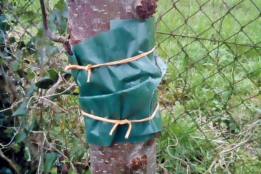 A green grease band wrapped around a trunk provides chemical-free pest control - credit: Dove Associates