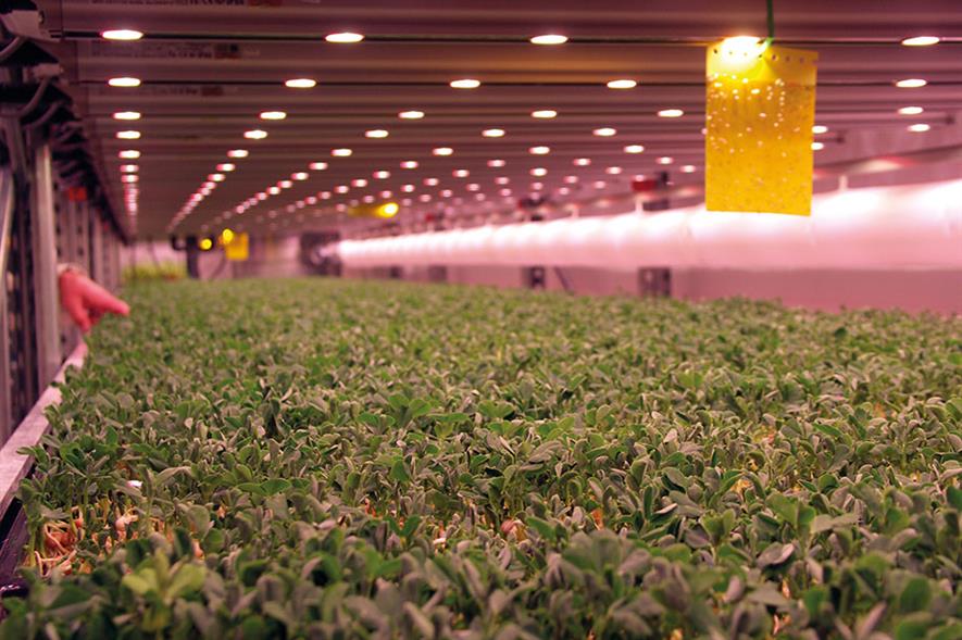 GrowUp Urban Farms: crops such as pea shoots grown under LEDs to specific light recipes in the hydroponic unit - image: HW