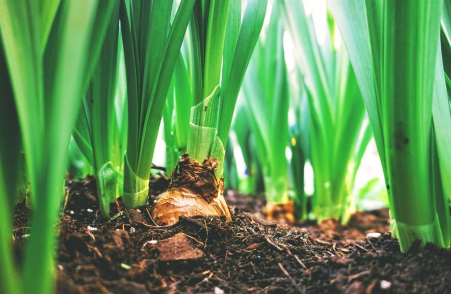 Grow-your-own onions are popular. Image: Crop Protection Association