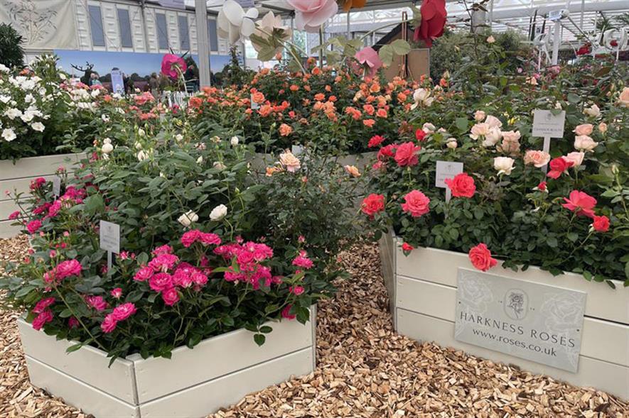 Harkness Roses at Chelsea Flower Show 2021