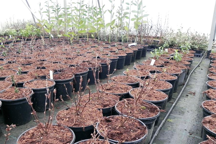 Nursery irrigation HortWeek