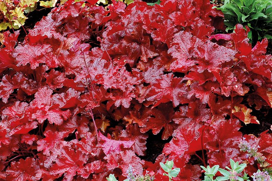 Heuchera 'Forever Red' - image: Kernock Plants