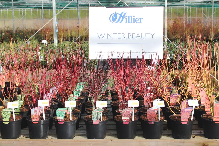 Hillier open days offer inspiration Horticulture Week