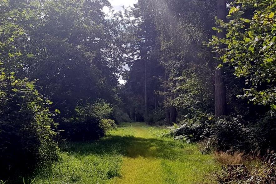 Image: Heart of England Forest