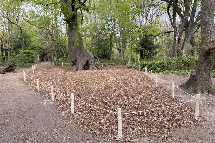 Work at the hollow beech on Hampstead Heath following ground compaction - credit: City of London Corporation