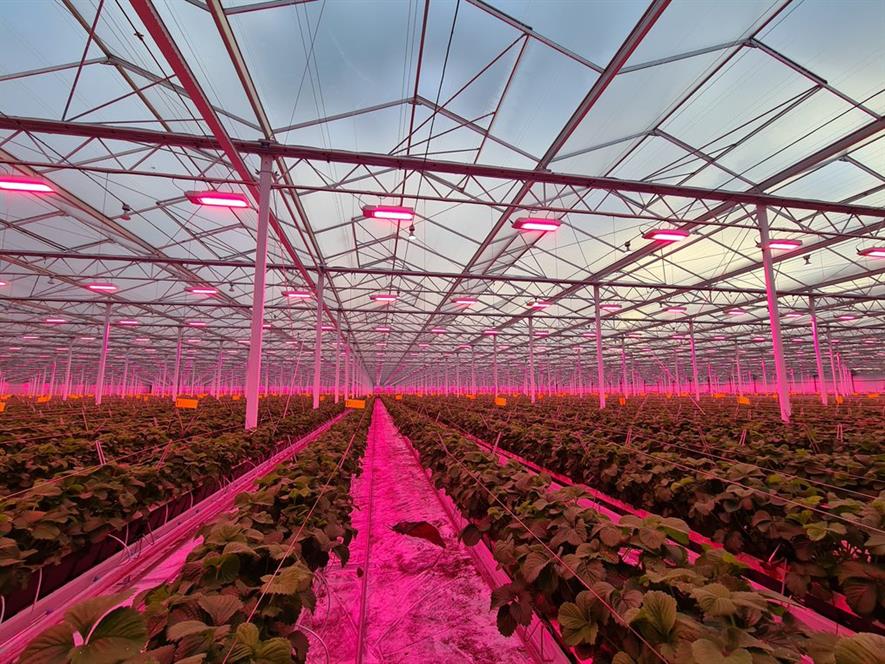 Strawberry plants lit by pink led lighting