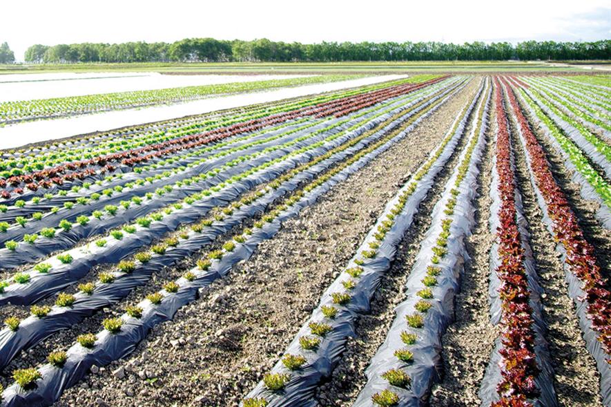 Horticultural fabrics: study covered field performance - image: Yuko Hara