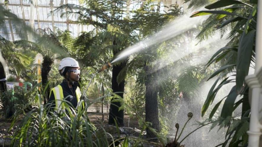 Horticultural apprentice Qamar Nur waters plants. Image: RBG Kew