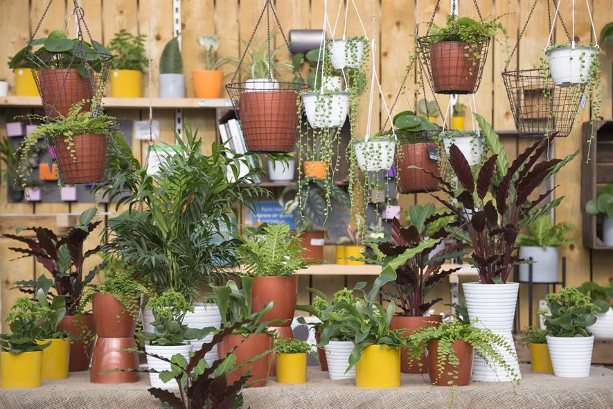 Houseplants at Perrywood GC