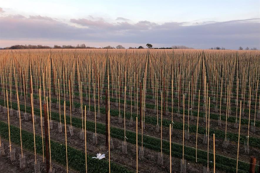 New planting at Goatham's Howt Green Farm, Sittingbourne, completed in December 2018 - image: AC Goatham