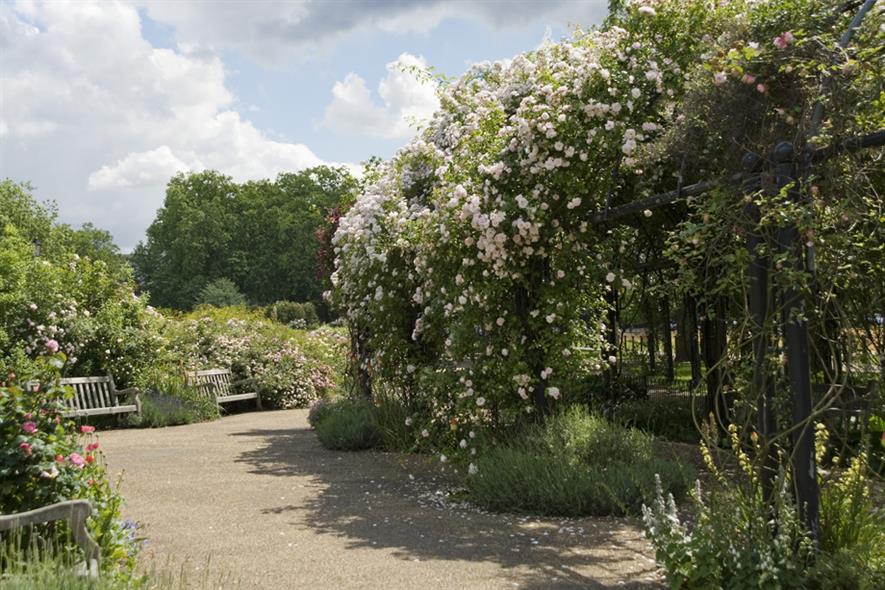 Hyde Park Rose Garden. Image: (C) Anne-Marie Briscombe