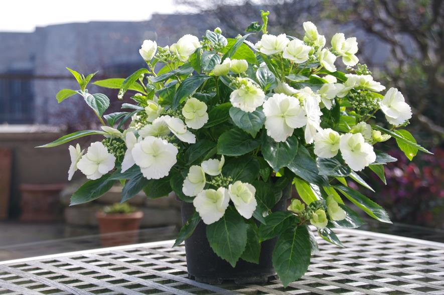 Hydrangea 'Runaway Bride' - image: Willy De Nolf