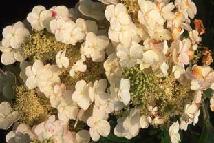 Hydrangea quercifolia AGM - photo: Adrian Thomas