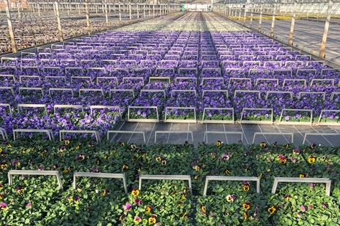 Uk S Second Largest Nursery Is Getting Back To Business During Coronavirus Crisis Horticulture Week - How To Start A Plant Business Uk