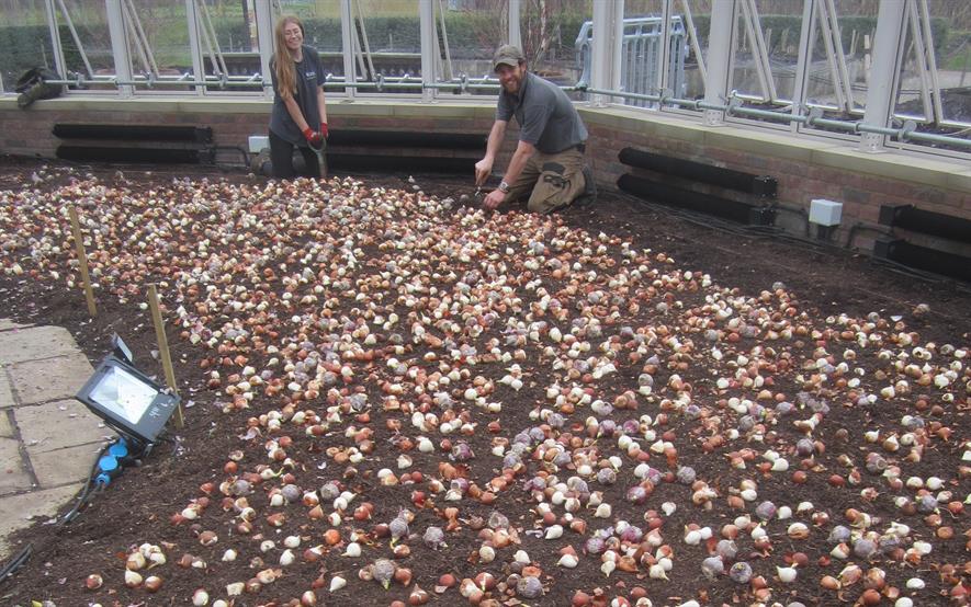 Four thousand tulips and hyacinths being planted in one of the Hyde Hall Conservatory borders.