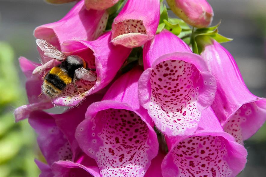 Planting bee-friendly flowers is key - credit: Sean McMenemy