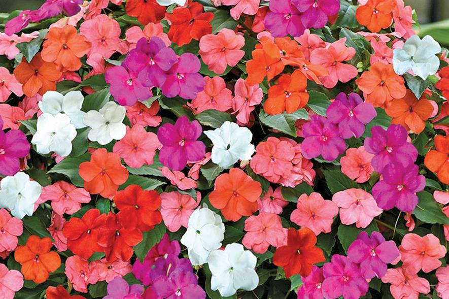 Impatiens Beacon