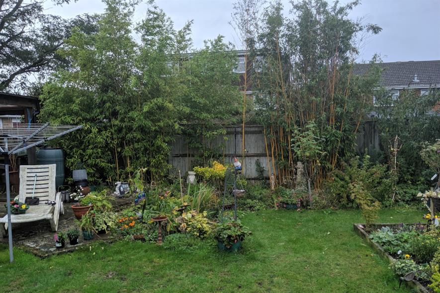 Invasive bamboo growing in garden in Reading, Berkshire - image: Environet