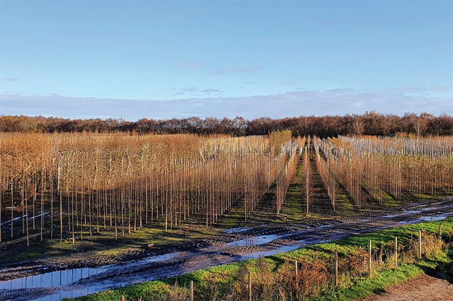 JA Jones: specialist in field-grown trees - credit: JA Jones