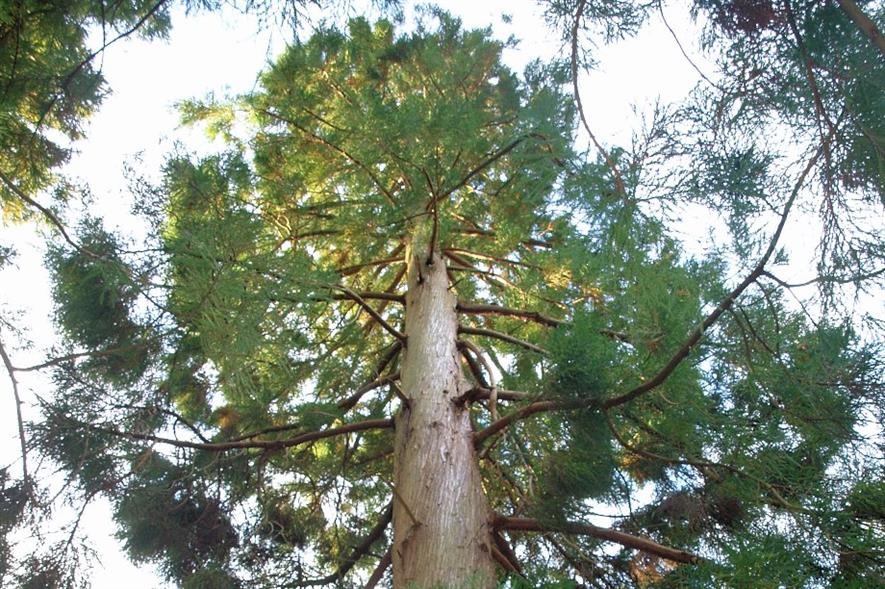 The champion Japanese cedar - image: Plas Tan y Bwlch
