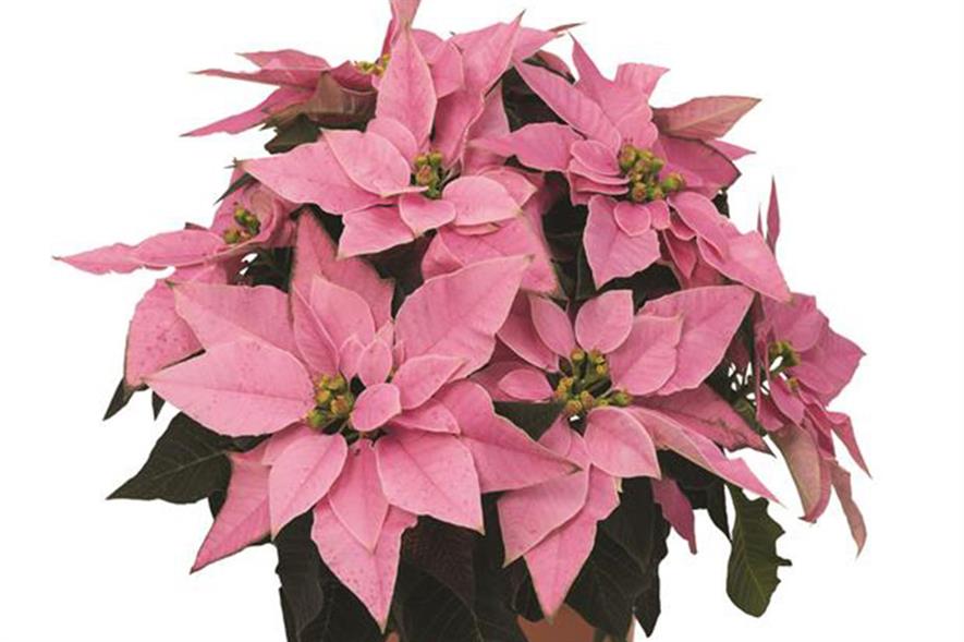 J'adore Pink poinsettia - image: Wyevale