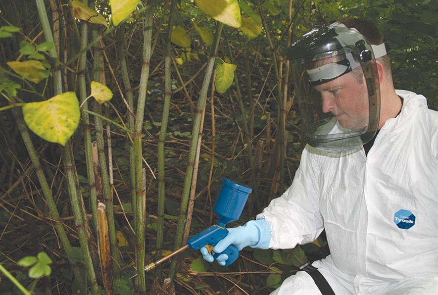 Japanese knotweed: companies offering control services are reporting booming business and a buoyant market