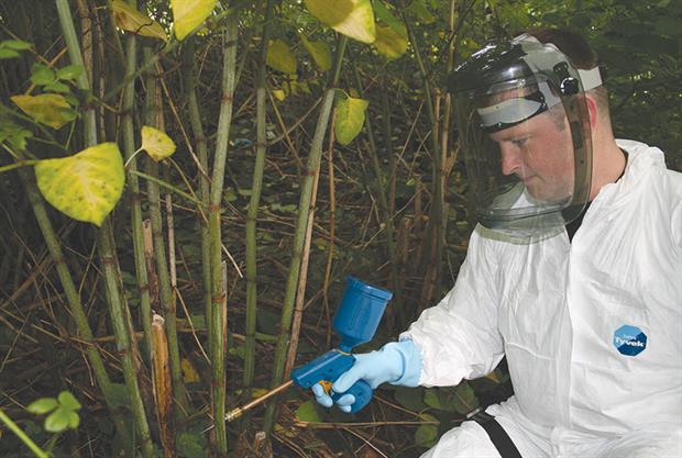Code of Practice for managing Japanese Knotweed released | Horticulture