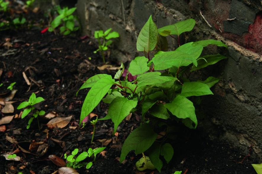 Japanese knotweed. Image: HW