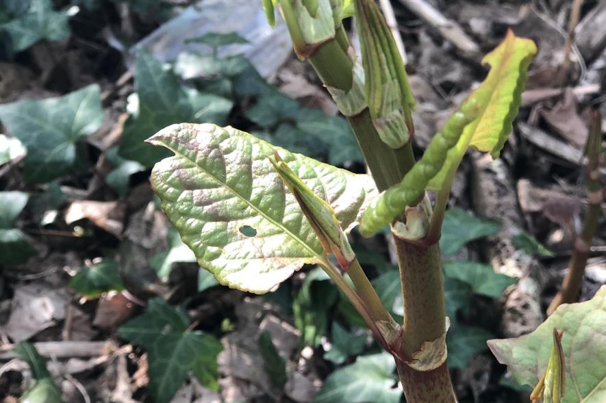 Japanese knotweed - credit: PCA