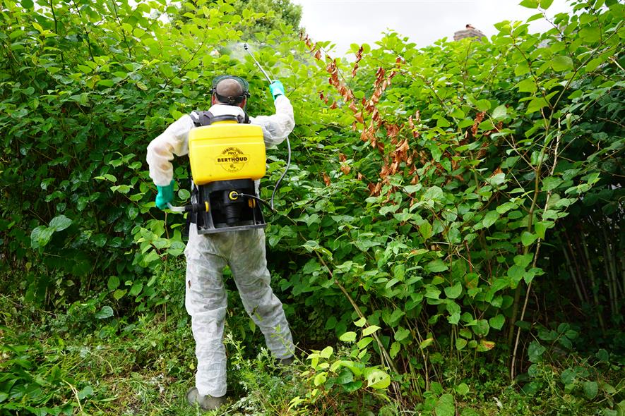 The Japanese Knotweed Problem Horticulture Week
