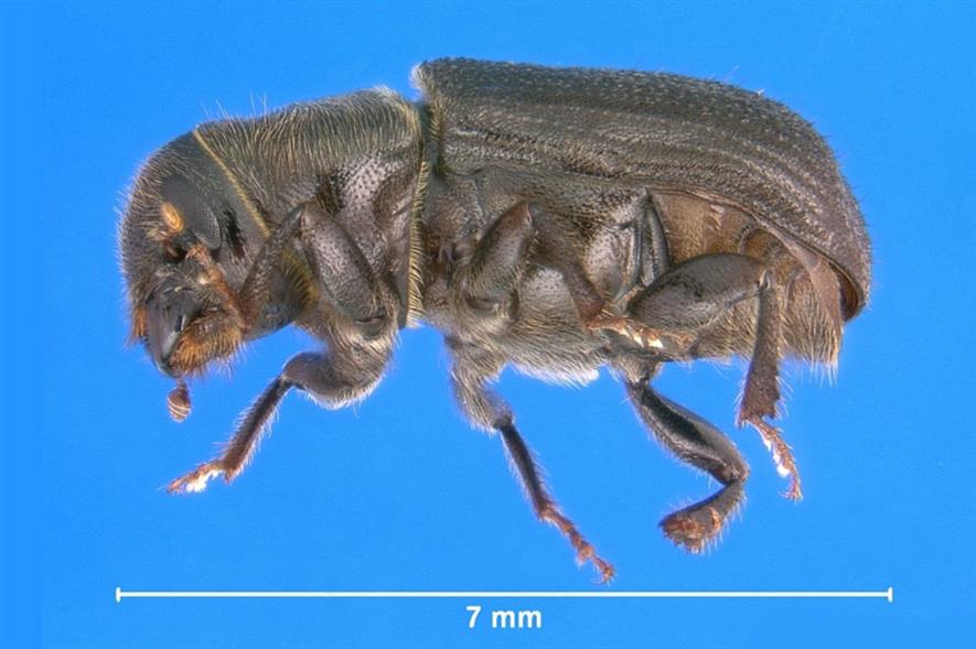Jeffery pine beetle (Dendroctonus jeffreyi) - image: Bugwood/Erich G. Vallery (CC by 3.0)