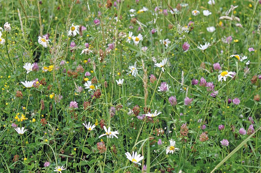 Wildflowers: support biodiversity, can help reintroduce nature to sites and provide food for pollinators - credit: John chambers Wildflower Seed 