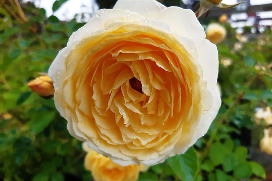 John Ystumllyn Rose - credit: Harkness Roses