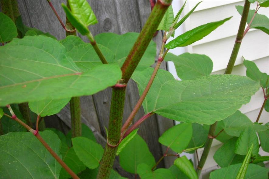 Japanese knotweed