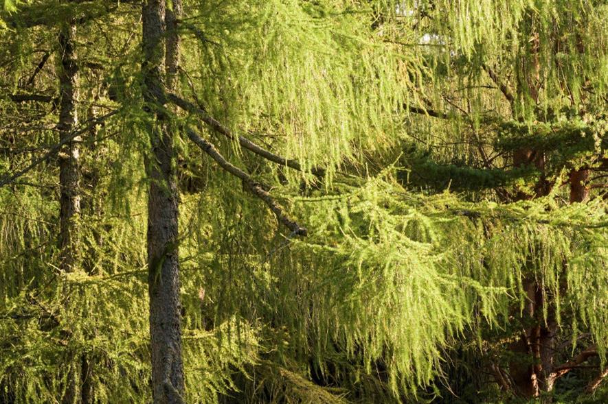 Phytophthora ramorum kills larch and has no known cure - credit: Forestry and Land Scotland
