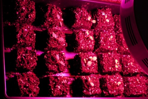 Seedlings under LED lighting - image:Morguefile