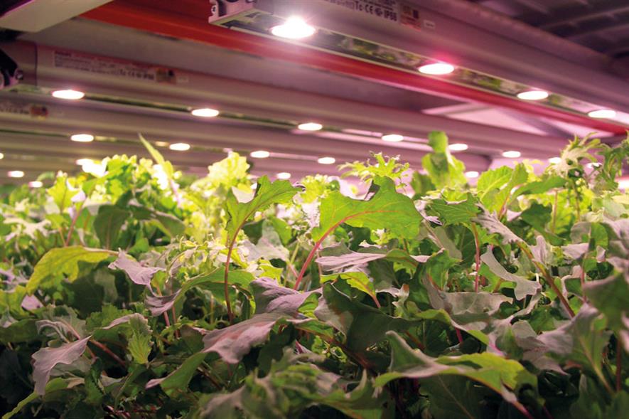 Trials show how LED lighting in cucumber crops boosts productivity and sustainability