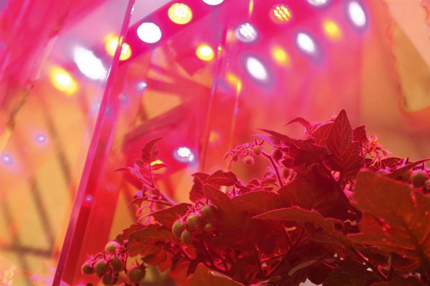 LEDs: option for tomato crops - image: HW