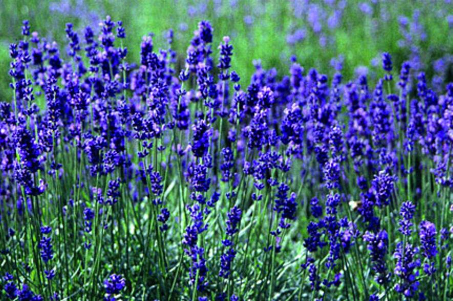 Lavender. Image: RHS