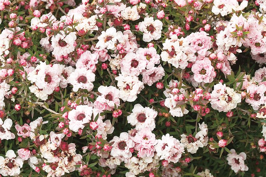 L. myrtifolium ‘Silver Queen’ - image: Floramedia Database