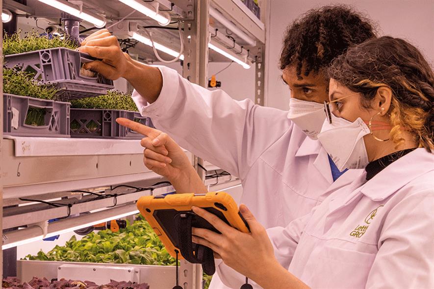 Two workers inspecting vertically farmed salad crops