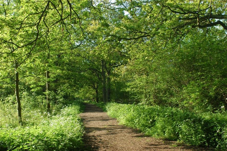 Linford Wood, where some of the first signs of Chalara were spotted. Image: Milton Keynes Parks Trust
