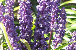 Lirope muscari AGM - photo: Graham Clarke