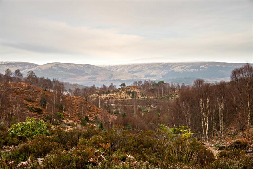 Woodland Trust eyes up "largest ever" ancient woodland restoration site